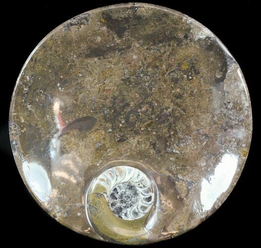 -/ Fossil Goniatite Dish - Stoneware #49385